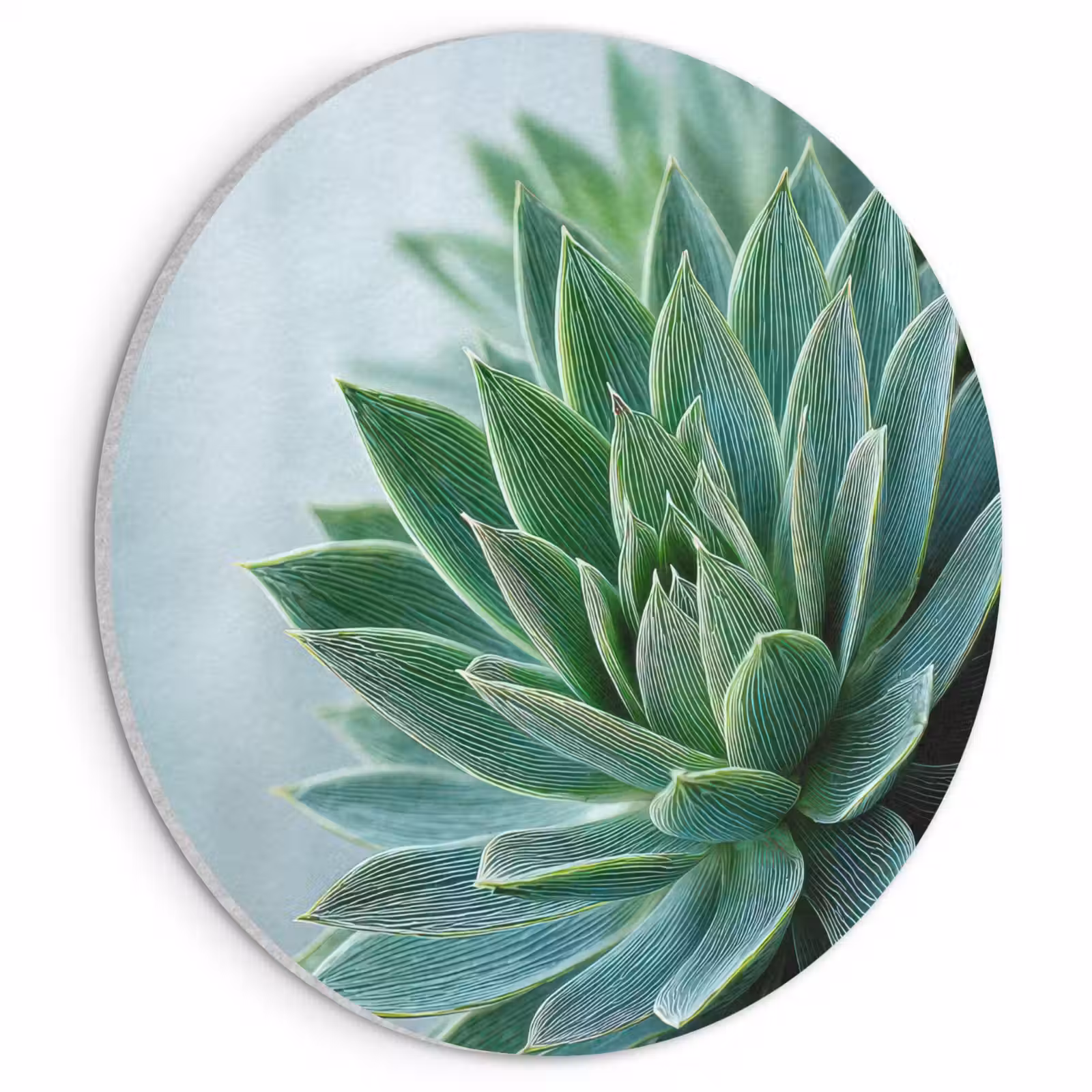 Akoestisch schilderij rond - Vetplant - Bladeren - Groen - Wazig — 1