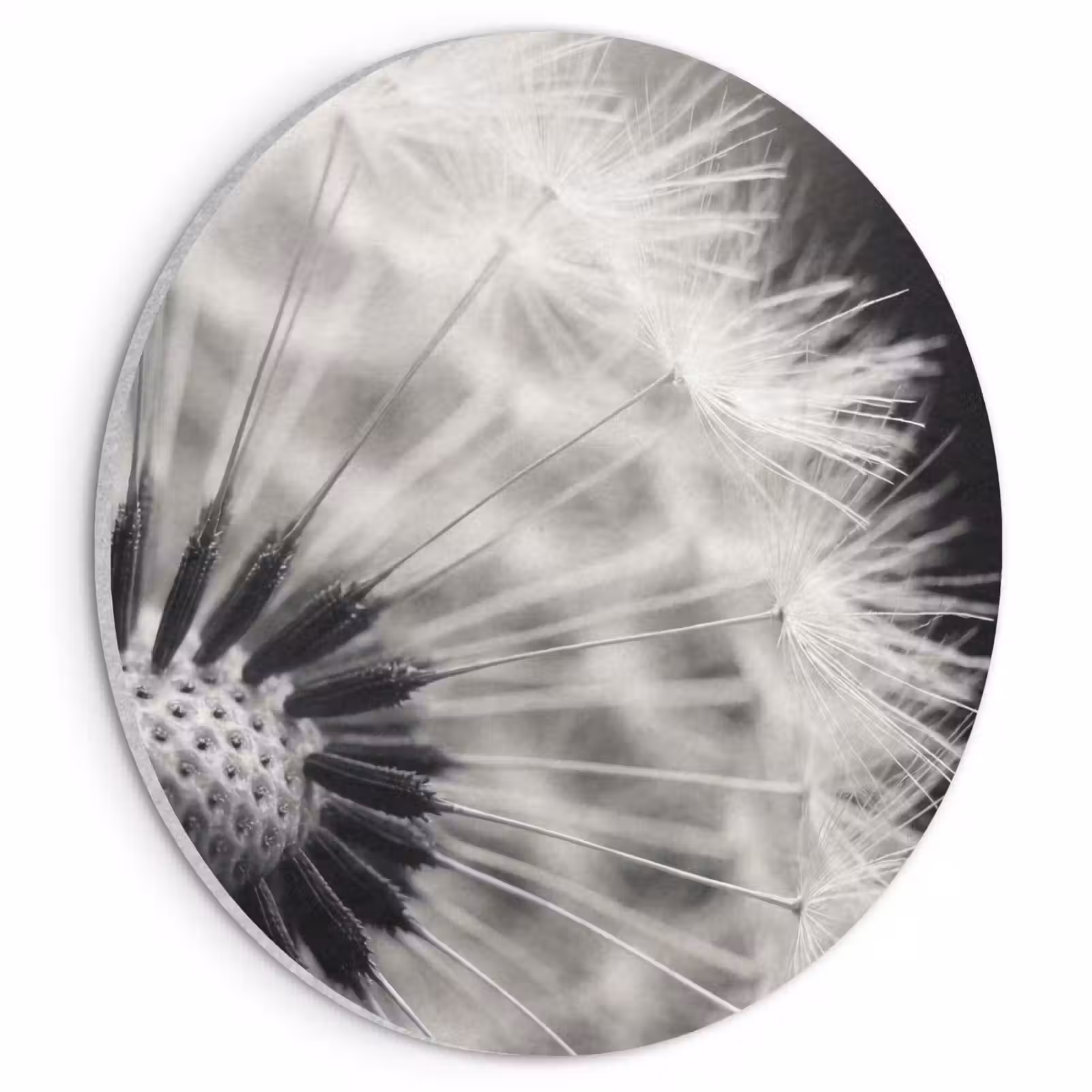 Akoestisch schilderij rond - Paardenbloem - Zwart - Wit — 1