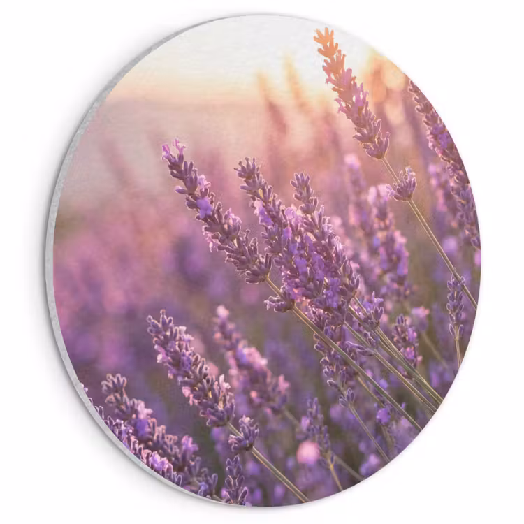 Akoestisch schilderij rond - Lavendel - Paars - Zonlicht