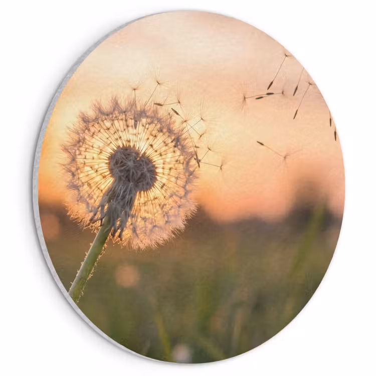 Akoestisch schilderij rond - Paardenbloem - Zonsondergang - Veld