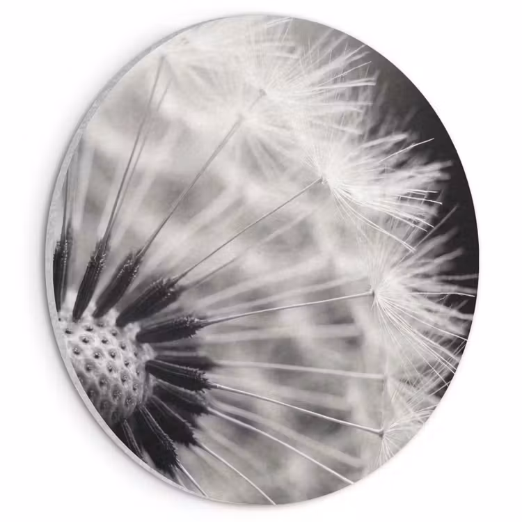 Akoestisch schilderij rond - Paardenbloem - Zwart - Wit