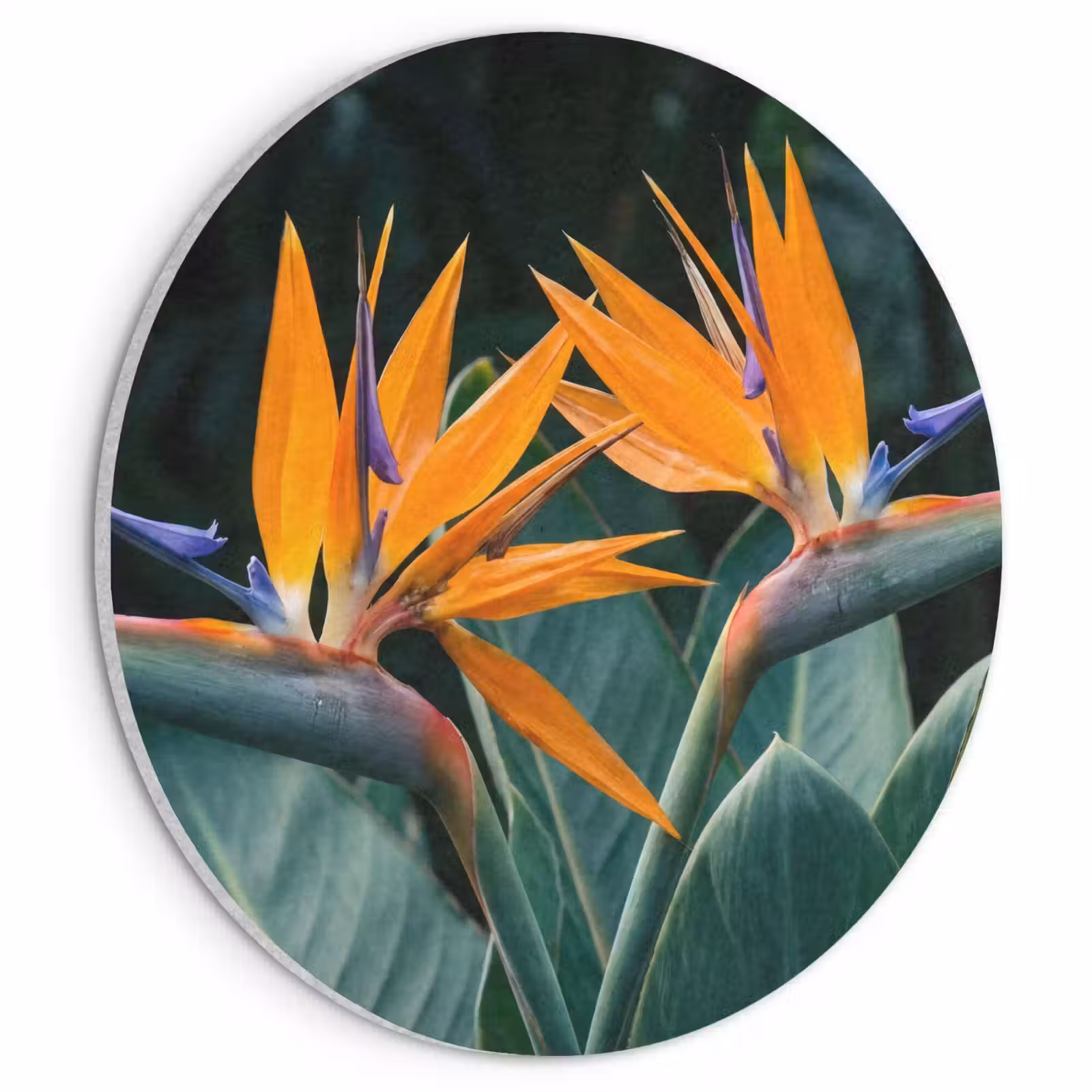 Akoestisch schilderij rond - Paradijsvogel - Bloem - Exotisch — 1