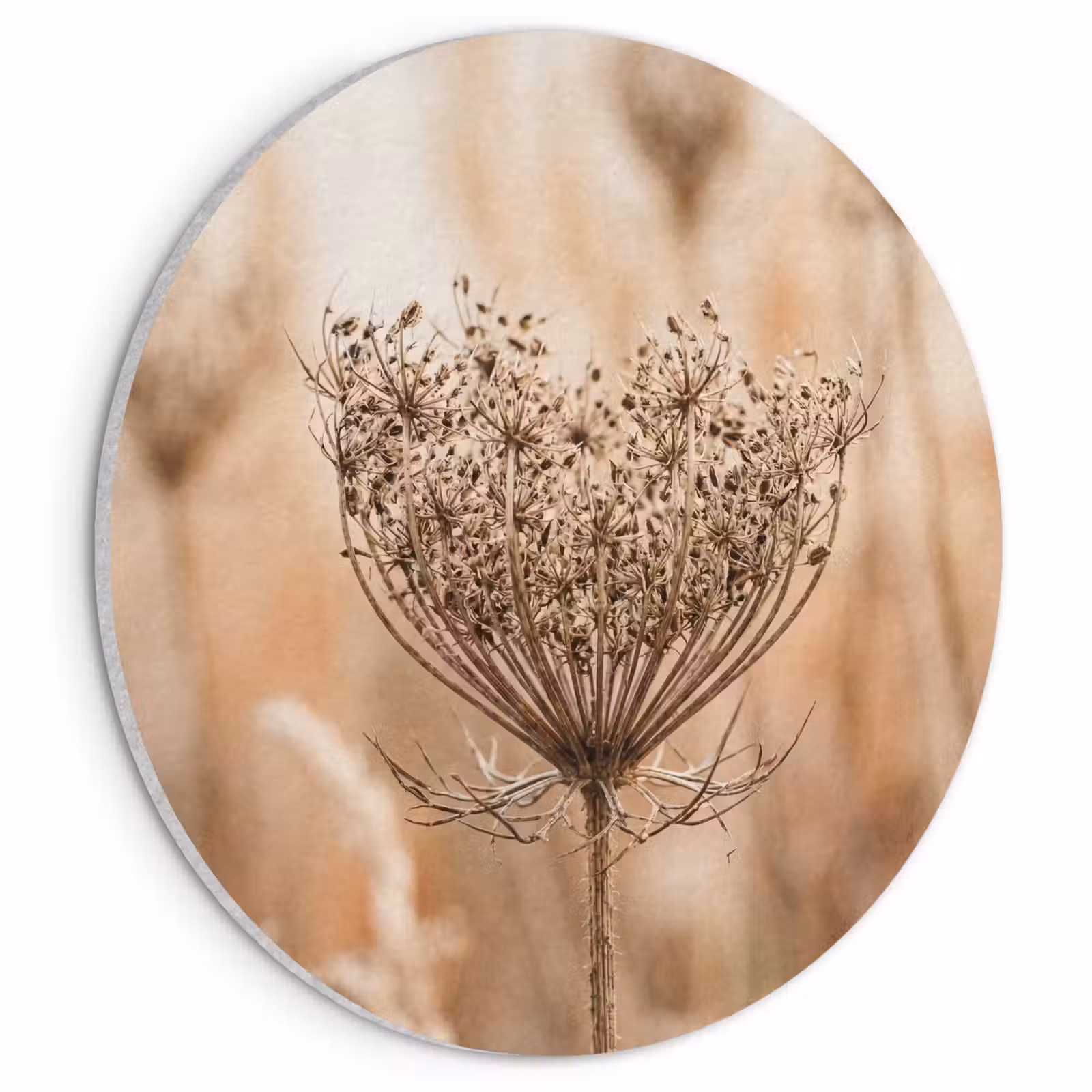 Akoestisch schilderij rond - Schermbloem - Droogbloem - Winter - Beige - Minimalistisch — 1