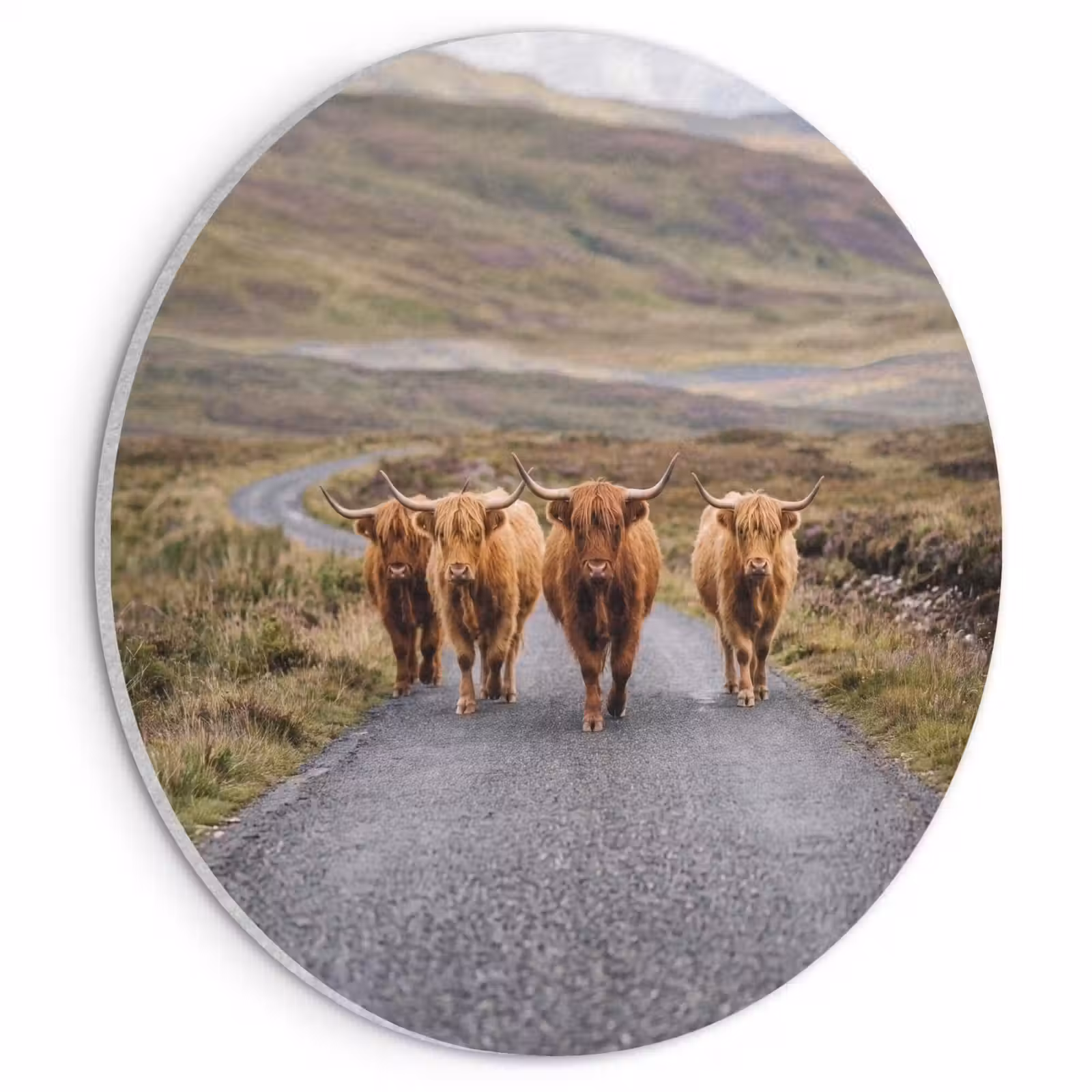 Akoestisch schilderij rond - Schotse Hooglanders - Weg - Landschap - Kudde — 1