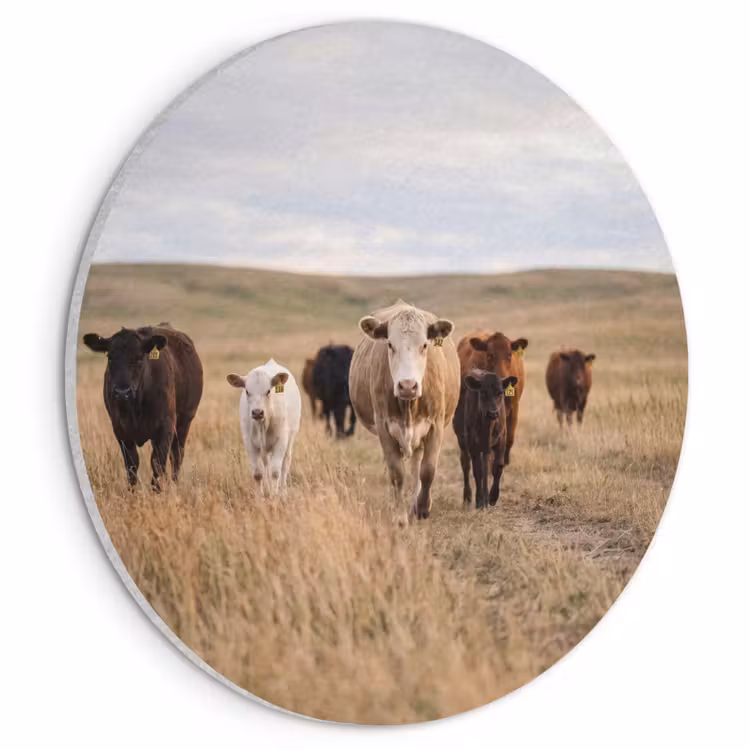 Akoestisch schilderij rond - Runderen - Kudde - Landschap - Weide - Rustig