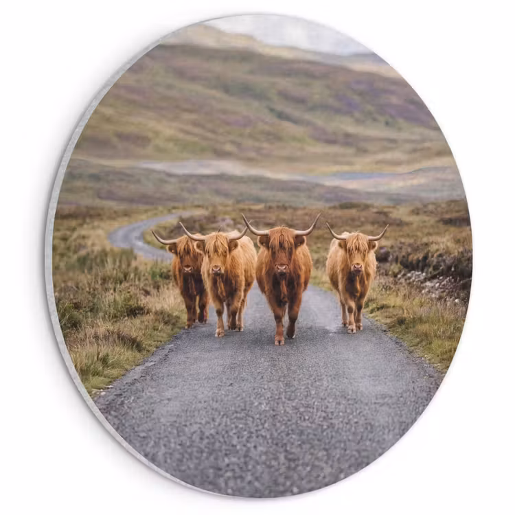 Akoestisch schilderij rond - Schotse Hooglanders - Weg - Landschap - Kudde