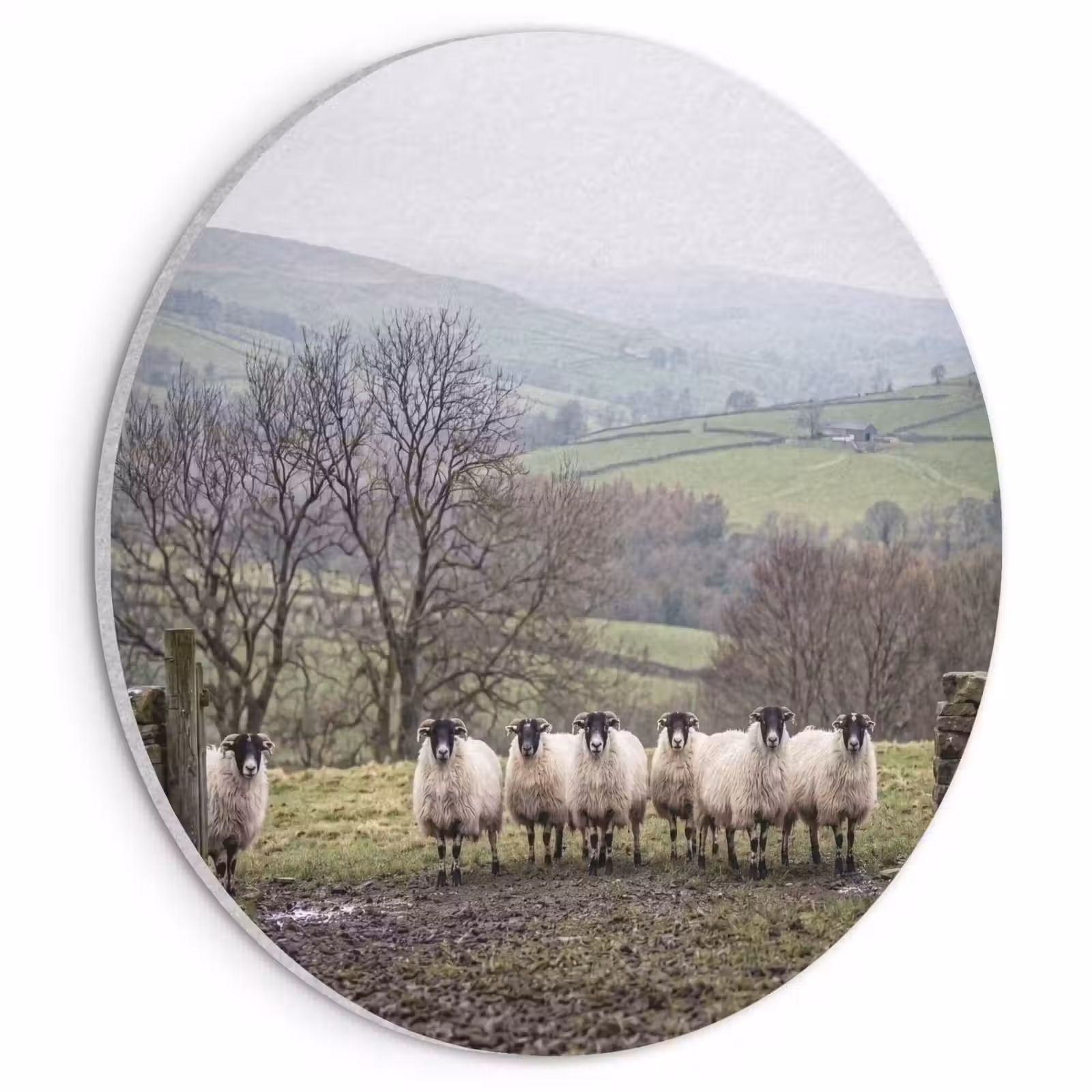 Akoestisch schilderij rond - Schapen - Rij - Weide - Dieren - Platteland — 1
