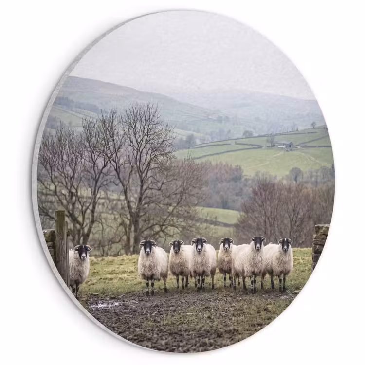 Akoestisch schilderij rond - Schapen - Rij - Weide - Dieren - Platteland