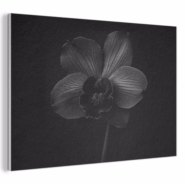 Akoestisch schilderij - Zwart - Bloem - Orchidee — 1