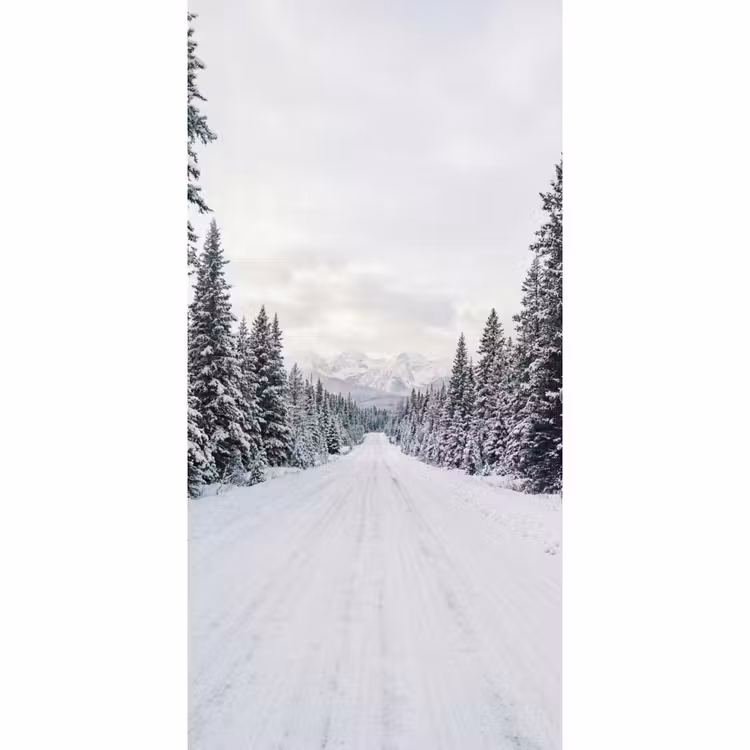 Behang - Weg - Sneeuw - Naaldbos - Winter - Avontuurlijk — 2