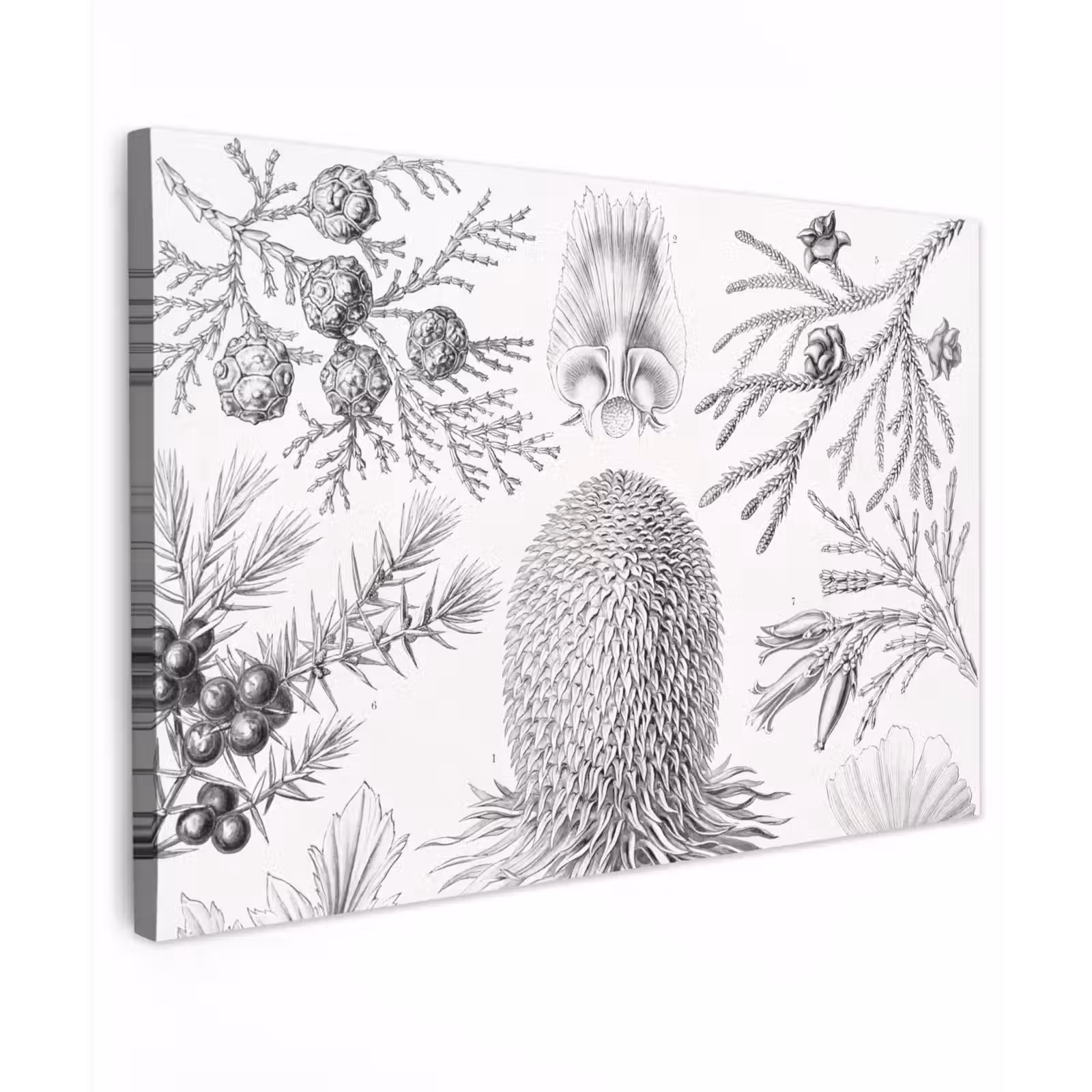 Canvas schilderij - Coniferen - Ernst Haeckel - Kunst - Retro - Illustratie - Natuur — 1