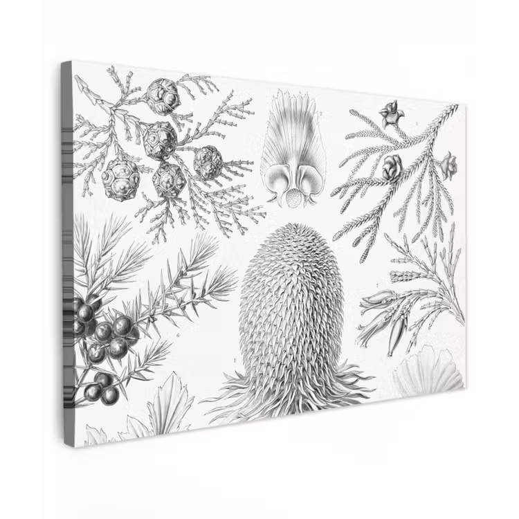Canvas schilderij - Coniferen - Ernst Haeckel - Kunst - Retro - Illustratie - Natuur — 1