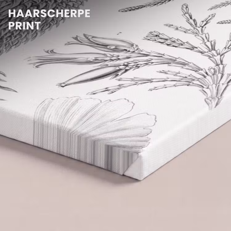 Canvas schilderij - Coniferen - Ernst Haeckel - Kunst - Retro - Illustratie - Natuur — 5