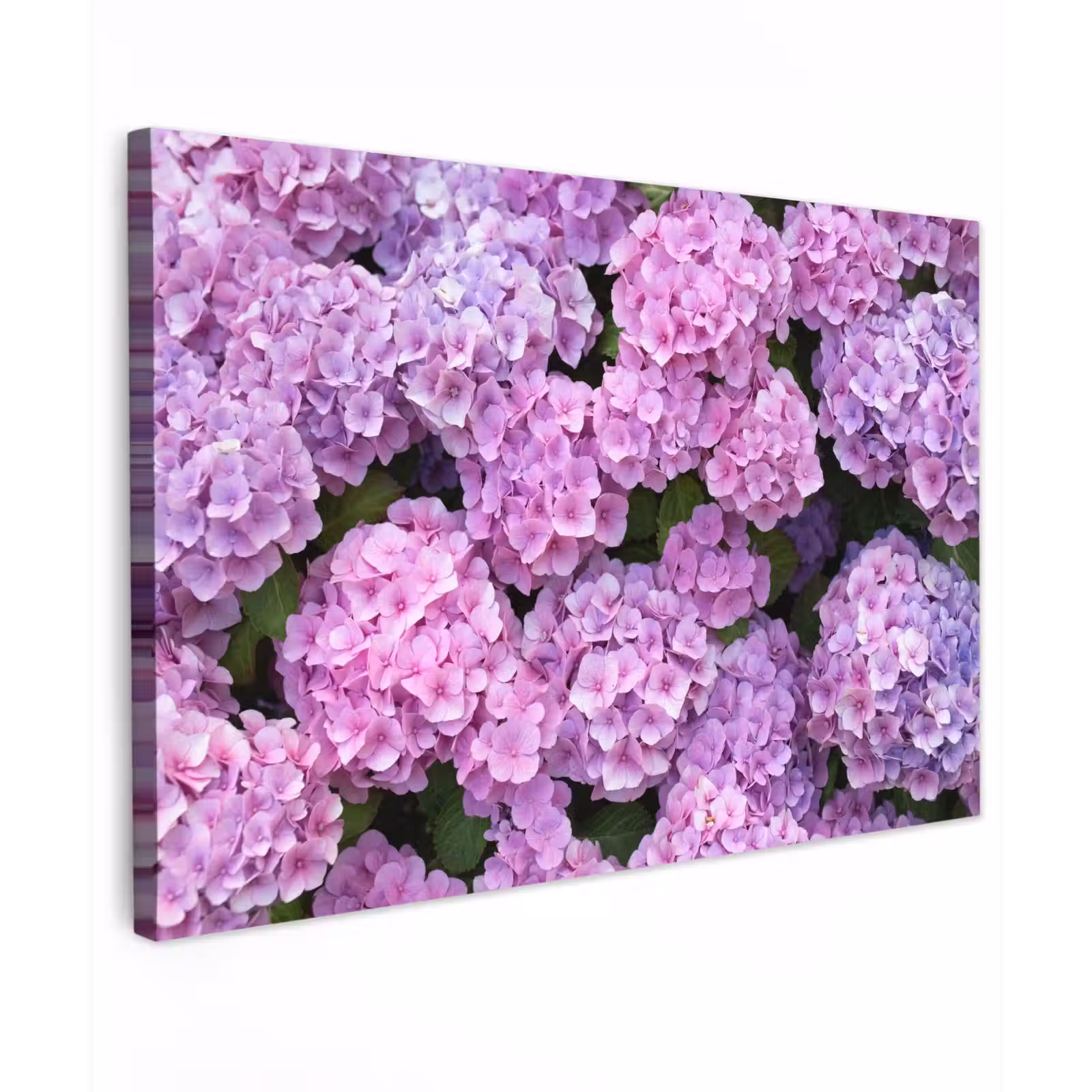 Canvas schilderij - Bloemen - Hortensia - Struik - Roze - Bloemblaadjes — 1