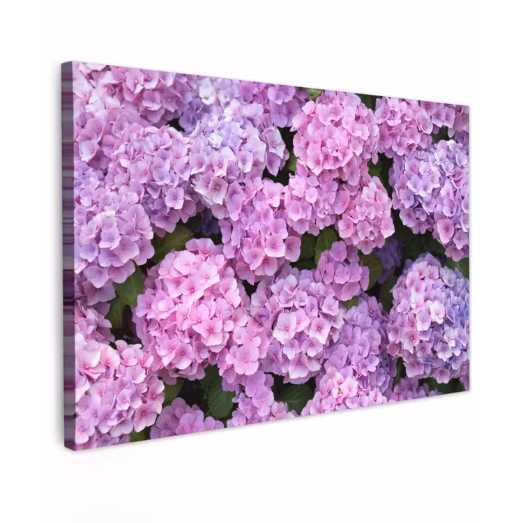 Canvas schilderij - Bloemen - Hortensia - Struik - Roze - Bloemblaadjes — 1