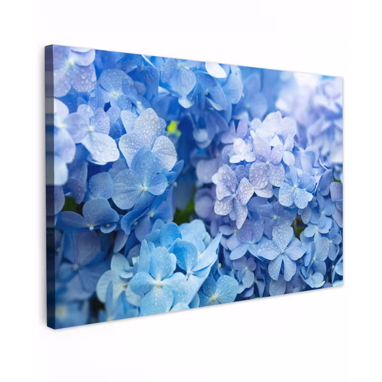 Canvas schilderij - Hortensia - Waterdruppel - Bloemen - Botanisch - Blauw — 1
