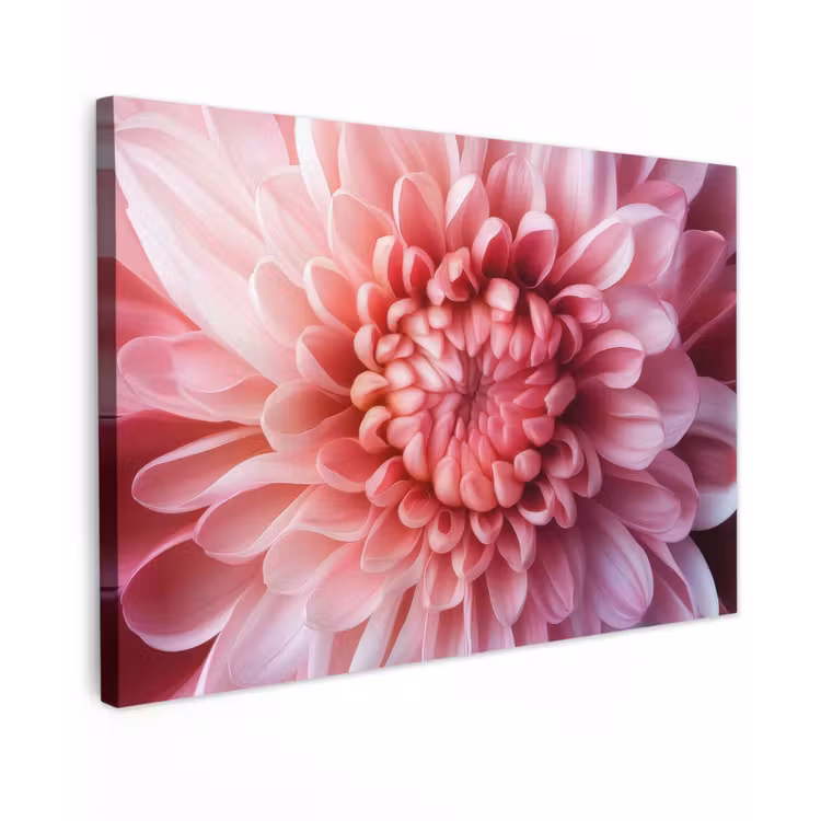 Canvas schilderij - Dahlia - Bloem - Close up - Roze — 1