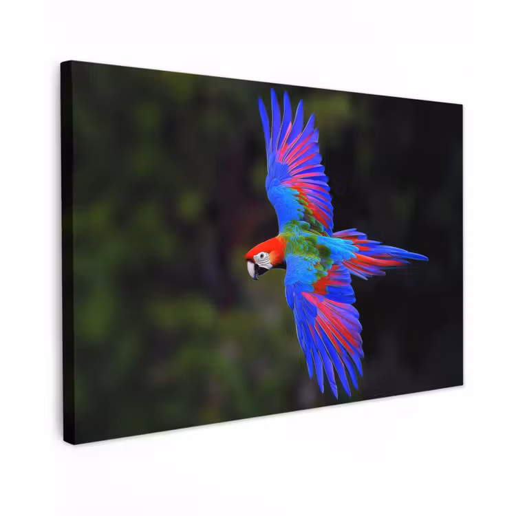 Canvas schilderij - Felgekleurd - Papegaai - Bos - Vleugels — 1