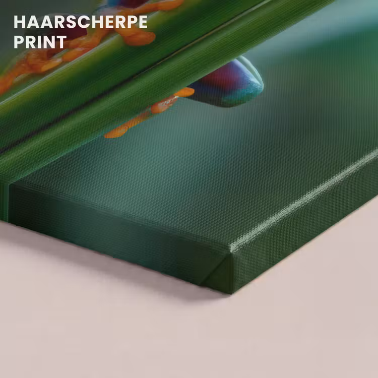 Canvas schilderij - Groene kikker - Nieuwsgierig - Gras — 5