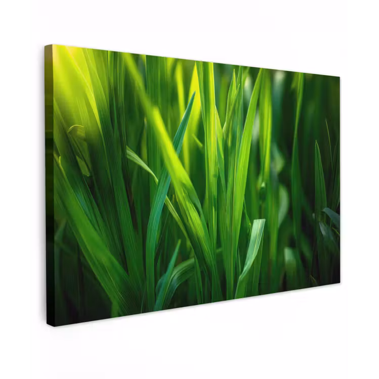 Canvas schilderij - Grassprieten - Lichtinval - Groen — 1