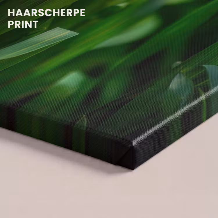 Canvas schilderij - Grassprieten - Lichtinval - Groen — 5