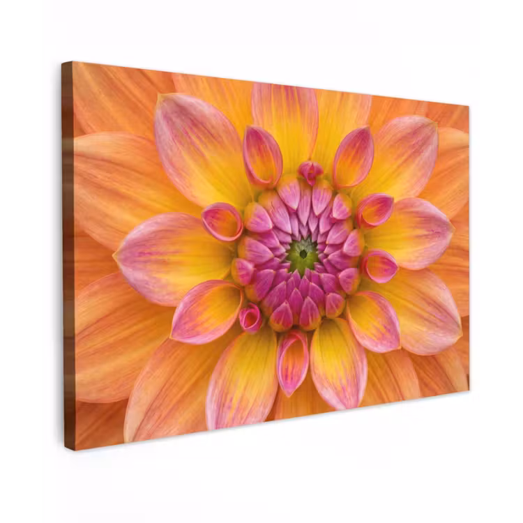 Canvas schilderij - Dahlia - Bloem - Oranje — 1