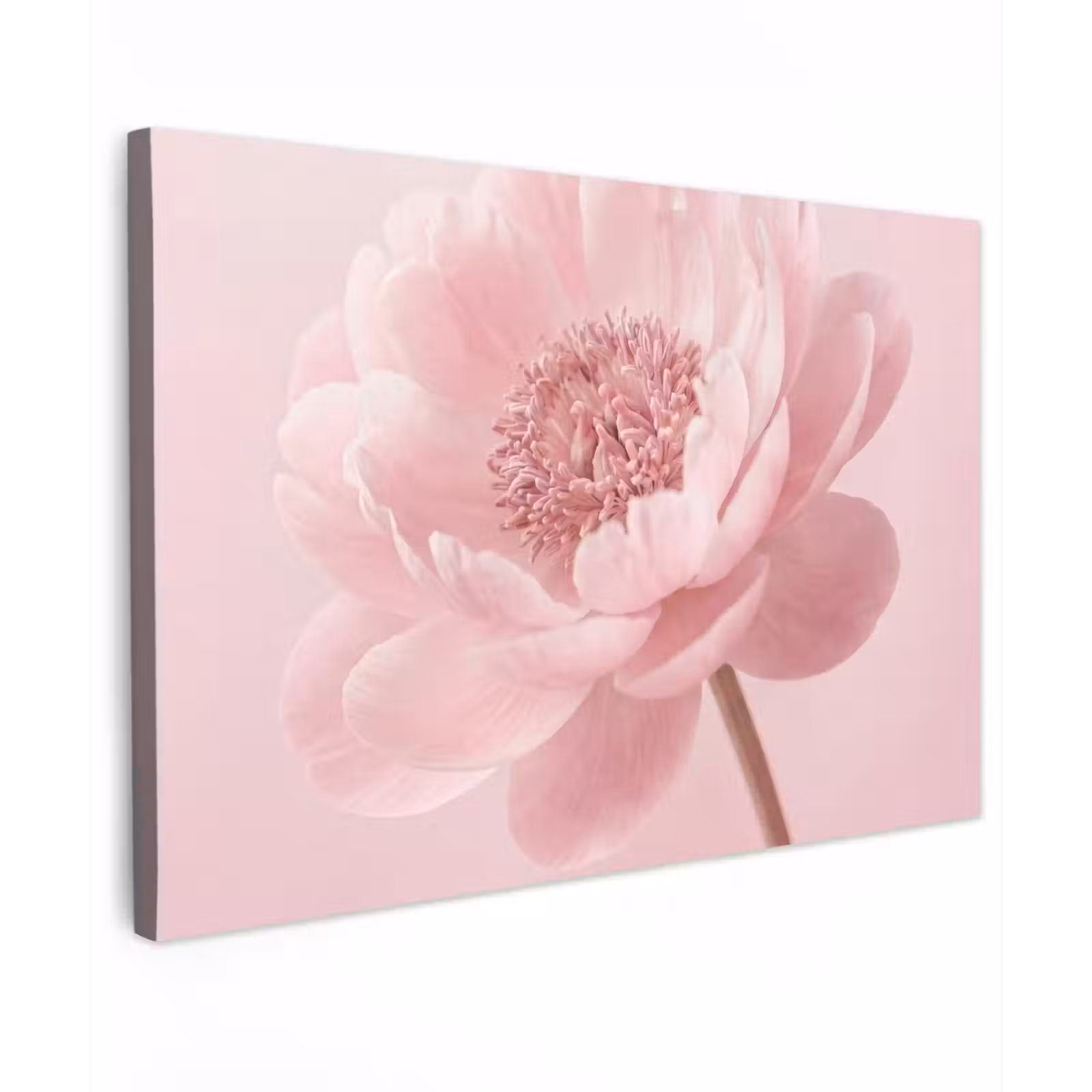 Canvas schilderij - Bloem - Pioenroos - Roze — 1