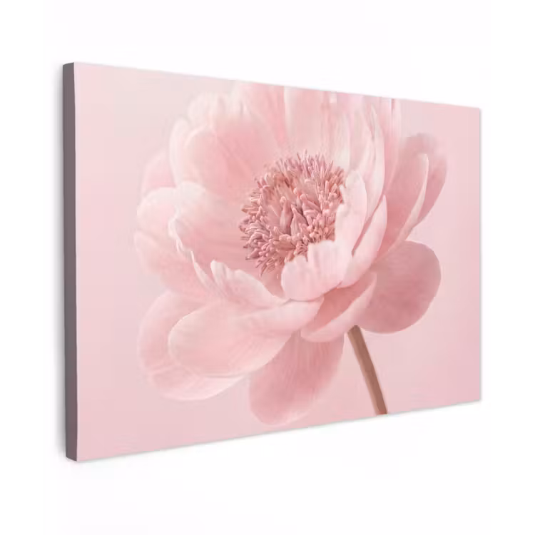 Canvas schilderij - Bloem - Pioenroos - Roze — 1