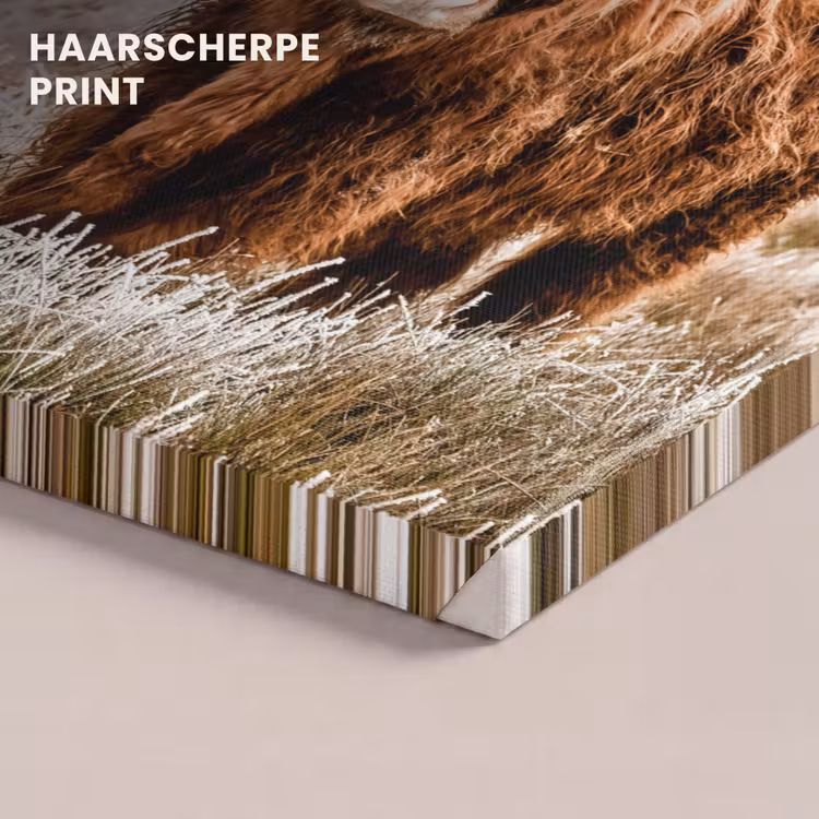 Canvas schilderij - Schotse hooglander - Koe - Natuur - Winter — 5