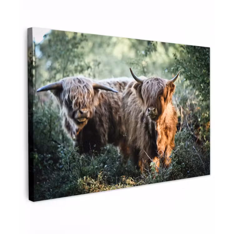 Canvas schilderij - Schotse Hooglanders - Bos - Dieren — 1