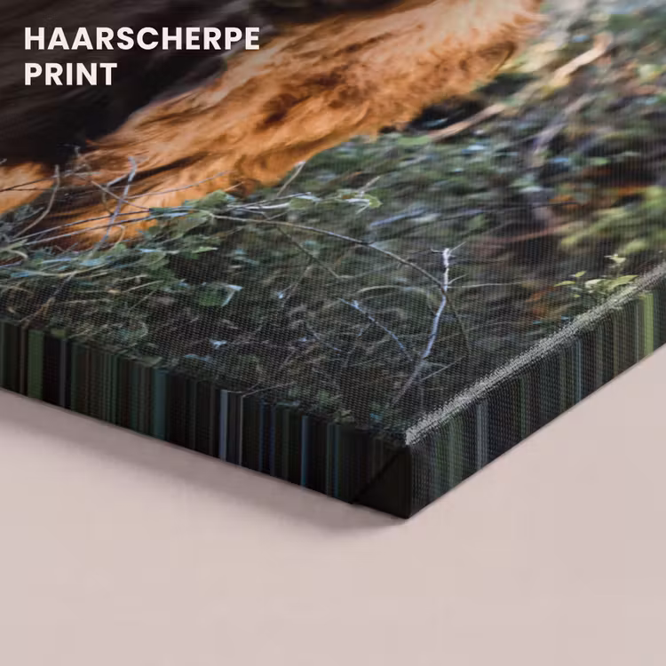 Canvas schilderij - Schotse Hooglanders - Bos - Dieren — 5
