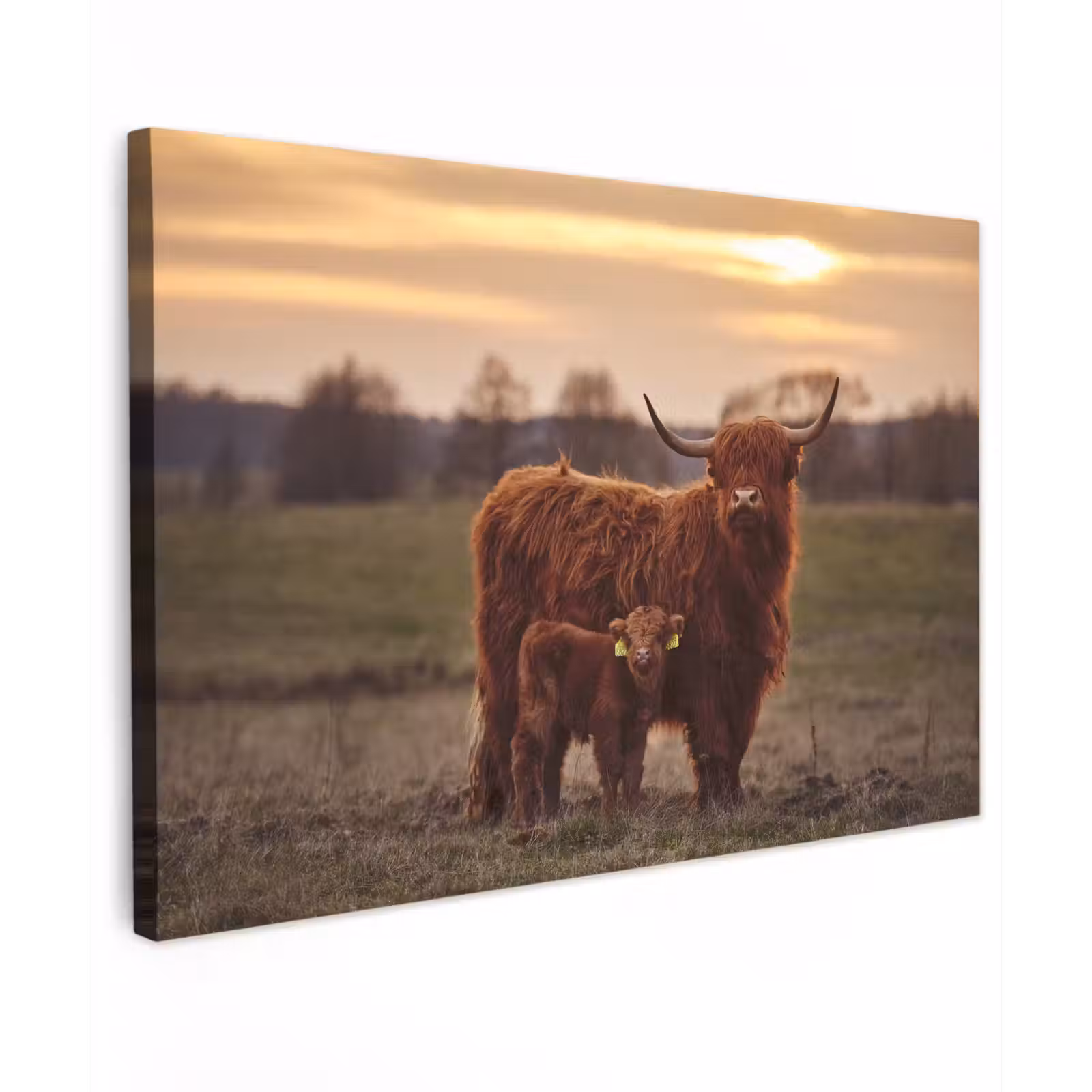 Canvas schilderij - Schotse hooglander - Dieren - Landschap - Zonsondergang - Koe — 1