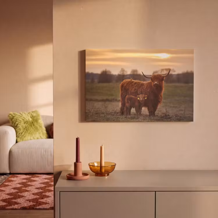 Canvas schilderij - Schotse hooglander - Dieren - Landschap - Zonsondergang - Koe — 2