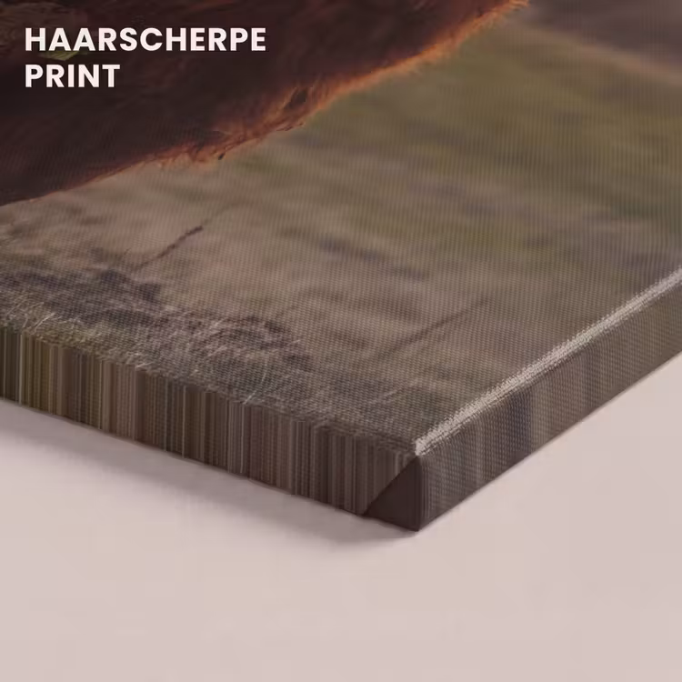 Canvas schilderij - Schotse hooglander - Dieren - Landschap - Zonsondergang - Koe — 5