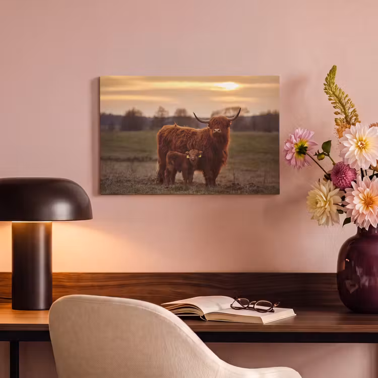 Canvas schilderij - Schotse hooglander - Dieren - Landschap - Zonsondergang - Koe — 6
