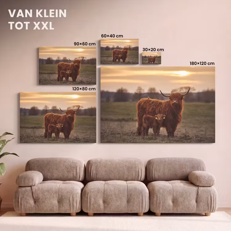 Canvas schilderij - Schotse hooglander - Dieren - Landschap - Zonsondergang - Koe — 8