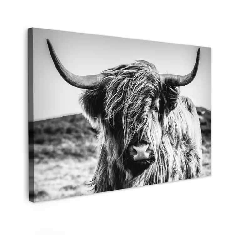 Canvas schilderij - Schotse hooglander - Natuur - Koe - Zwart - Wit — 1