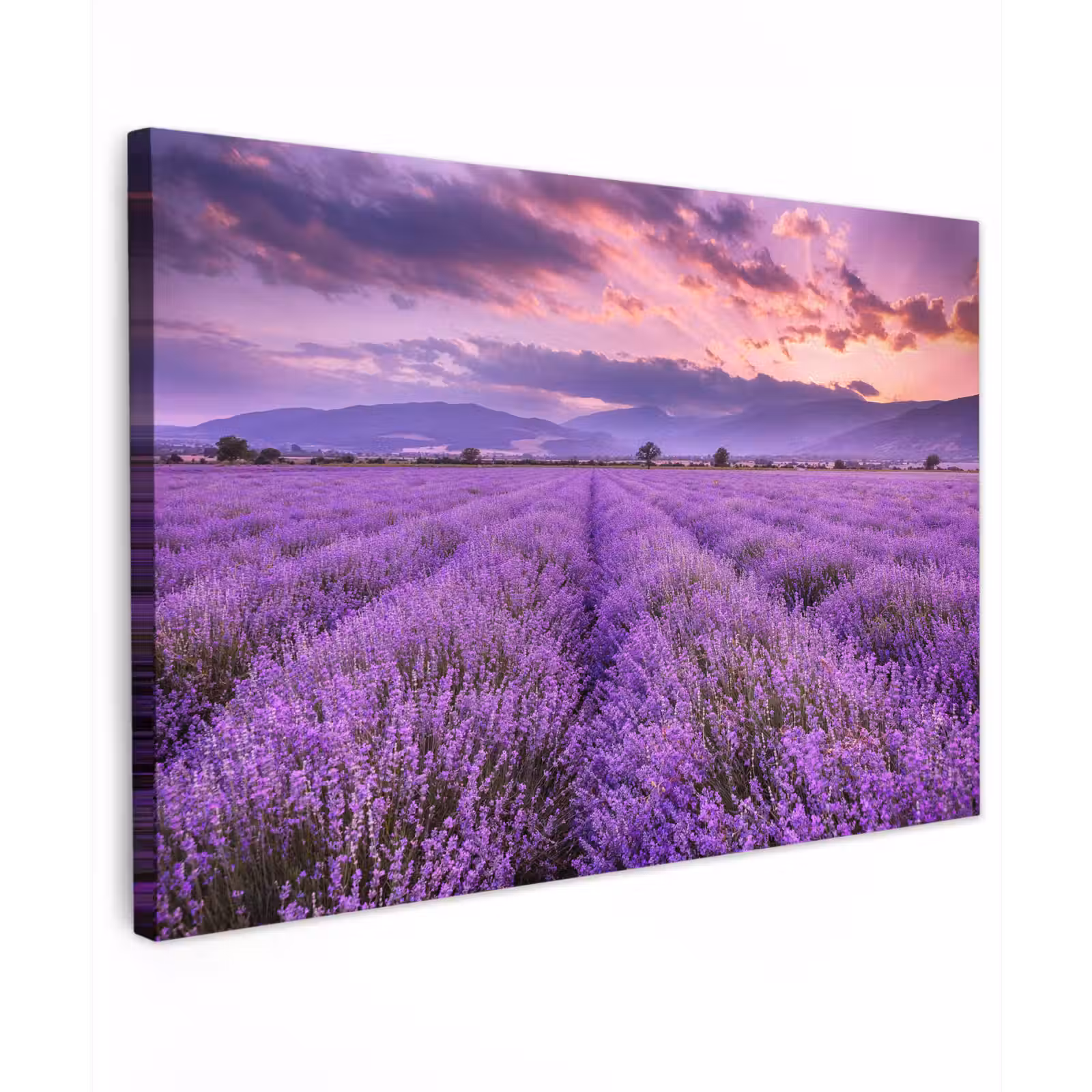 Canvas schilderij - Lavendel - Paars - Bloemen - Veld — 1