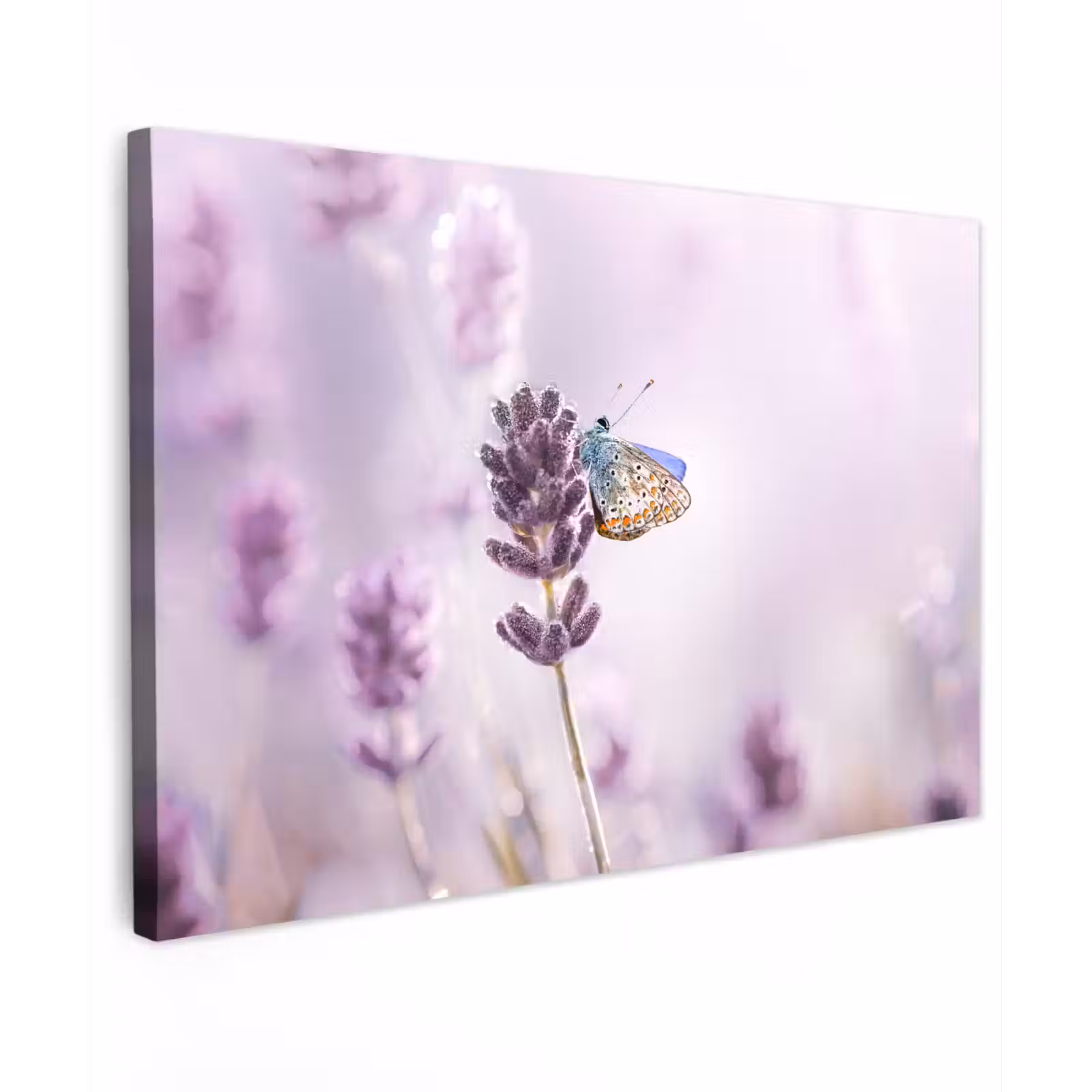 Canvas schilderij - Lavendel - Vlinder - Close-up - Paars — 1