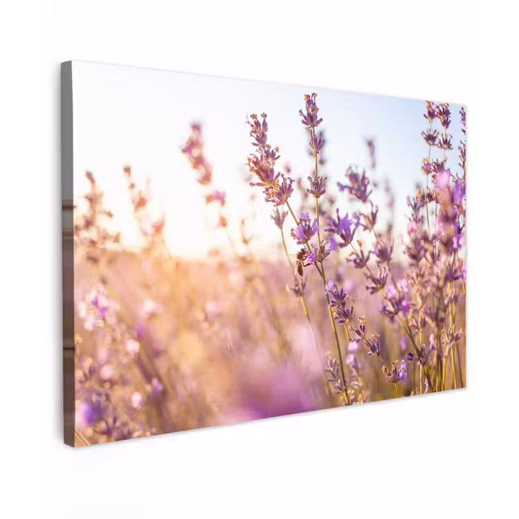 Canvas schilderij - Lavendel - Close-up - Zon - Bloemen - Paars — 1