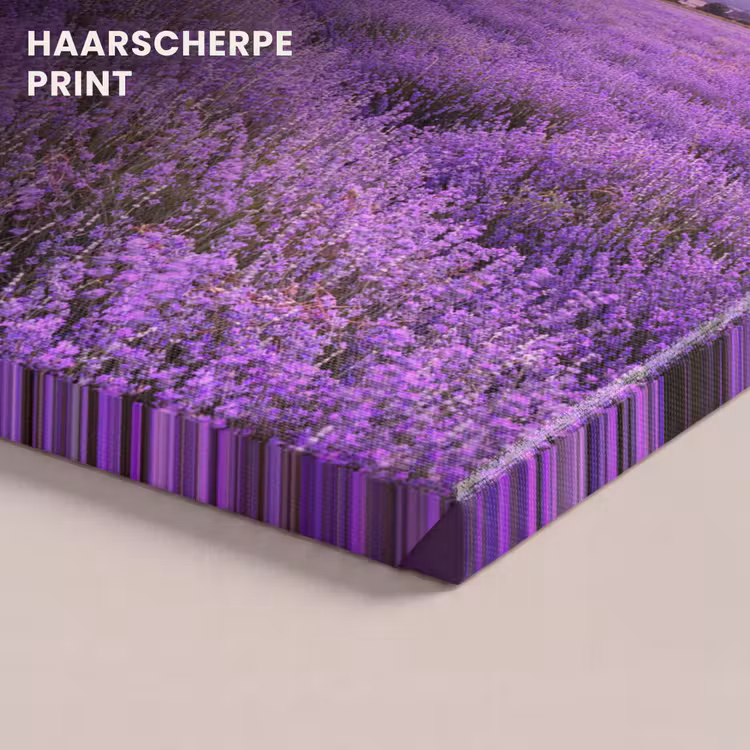 Canvas schilderij - Lavendel - Paars - Bloemen - Veld — 5