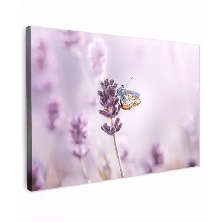 Canvas schilderij - Lavendel - Vlinder - Close-up - Paars — 1