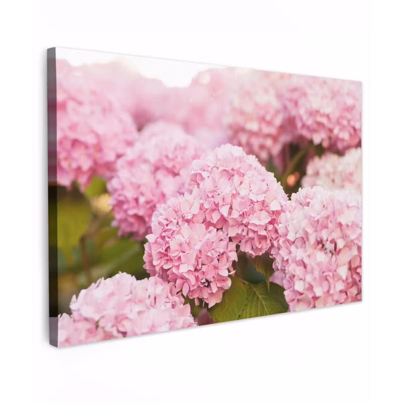 Canvas schilderij - Struik - Bloemen - Roze - Hortensia — 1