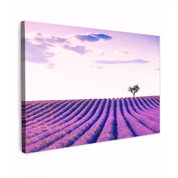 Canvas schilderij - Lavendel - Bomen - Paars - Bloemen — 1