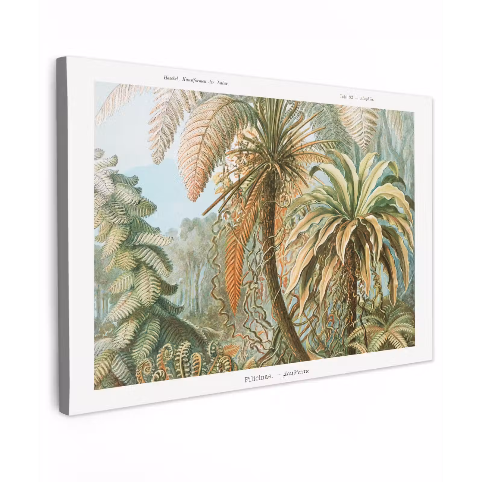 Canvas schilderij - Vintage - Oude meesters - Varens - Planten - Natuur — 1