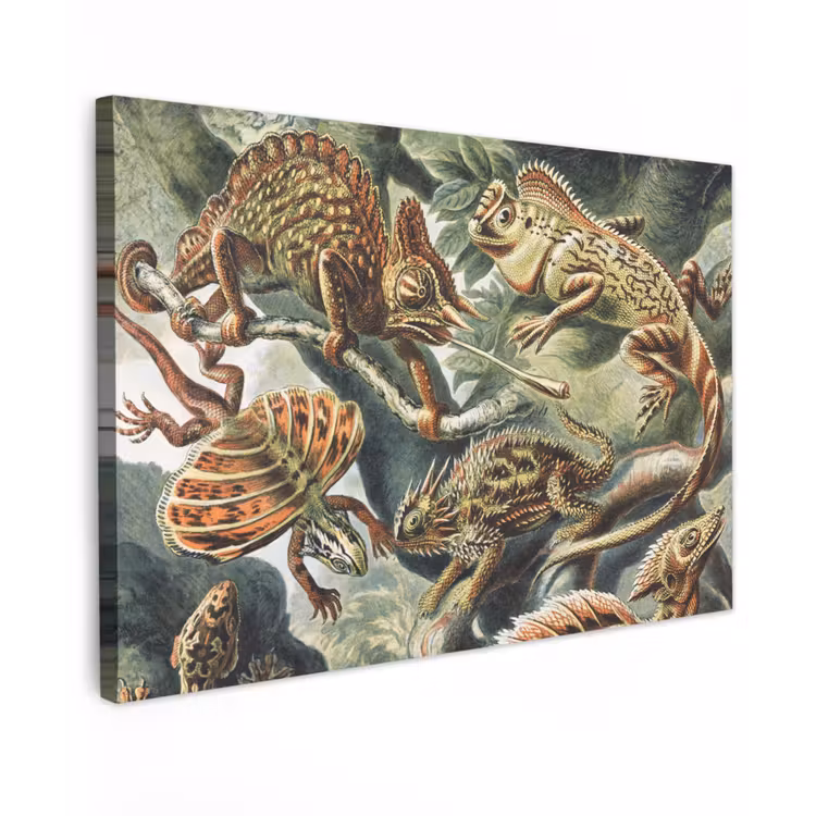 Canvas schilderij - Vintage - Kunst - Ernst Haeckel - Salamanders - Dieren — 1