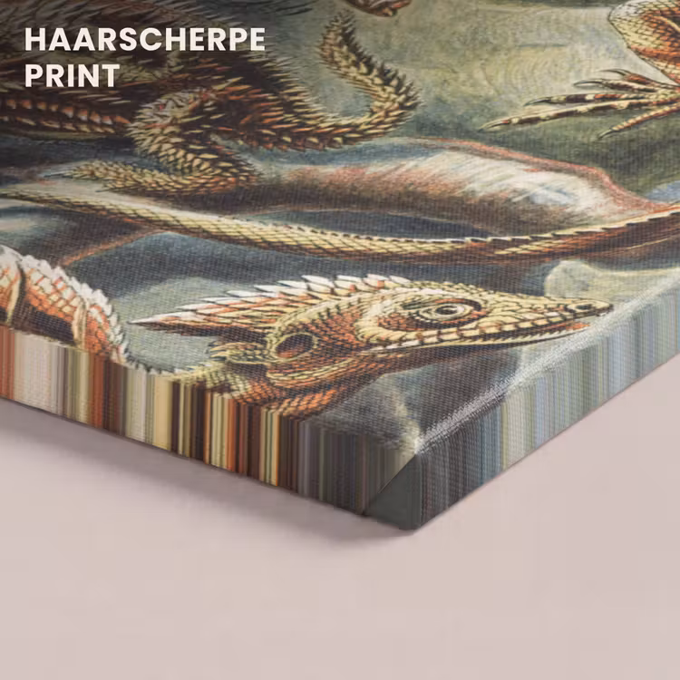 Canvas schilderij - Vintage - Kunst - Ernst Haeckel - Salamanders - Dieren — 5