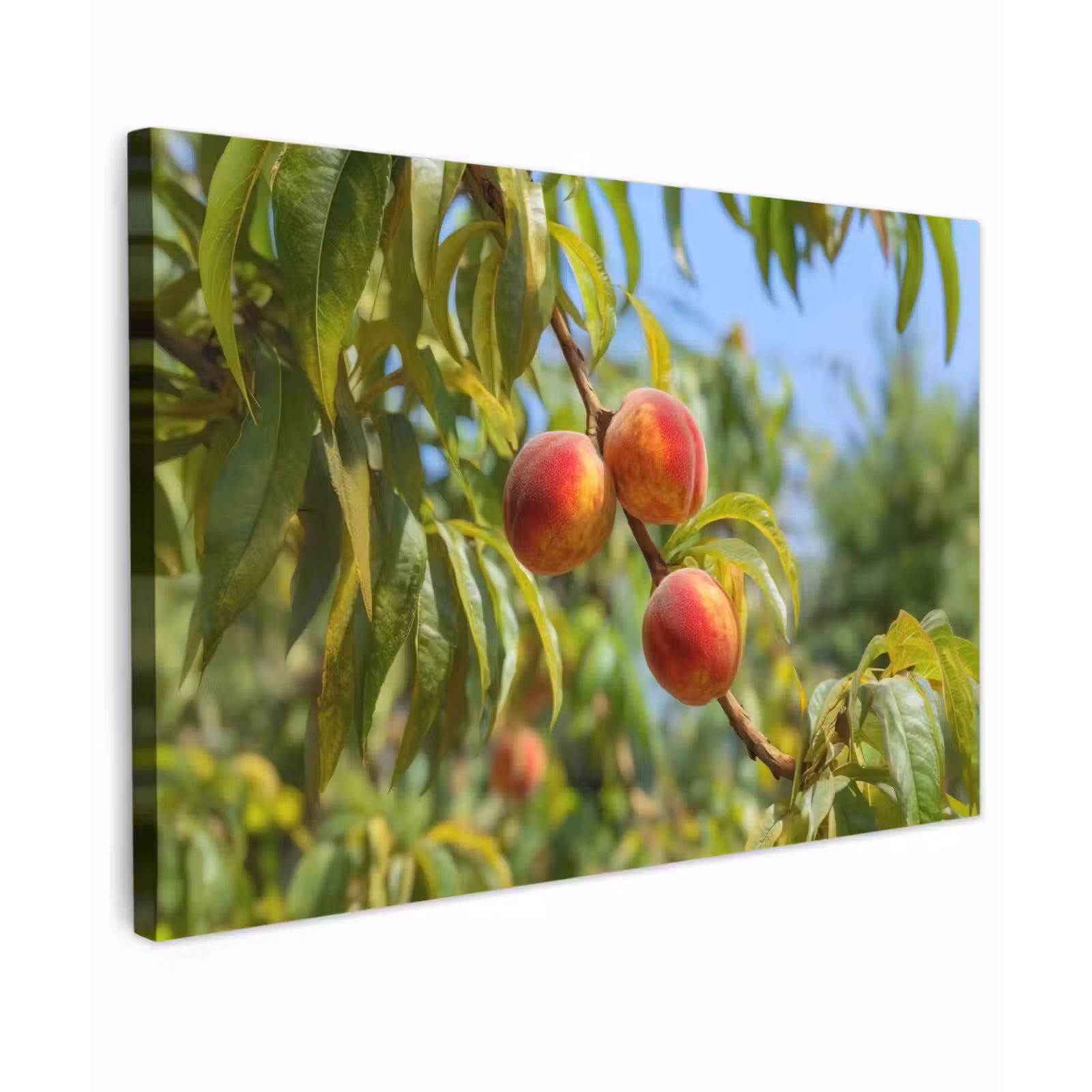 Canvas schilderij - Perzik - Bladeren - Zonlicht — 1
