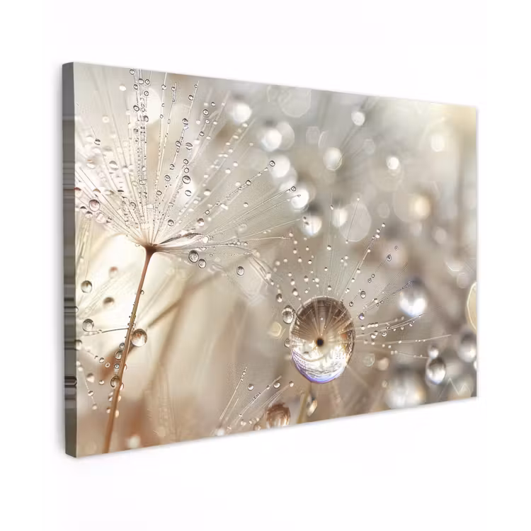 Canvas schilderij - Paardenbloemzaden - Water - Beige - Botanisch — 1