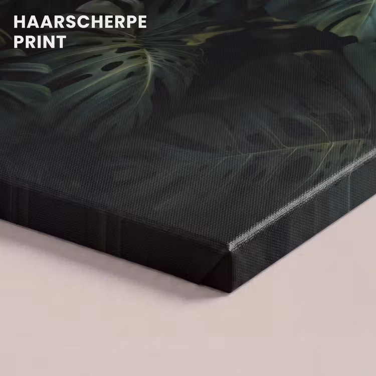 Canvas schilderij - Plant - Monstera - Lichtinval — 5